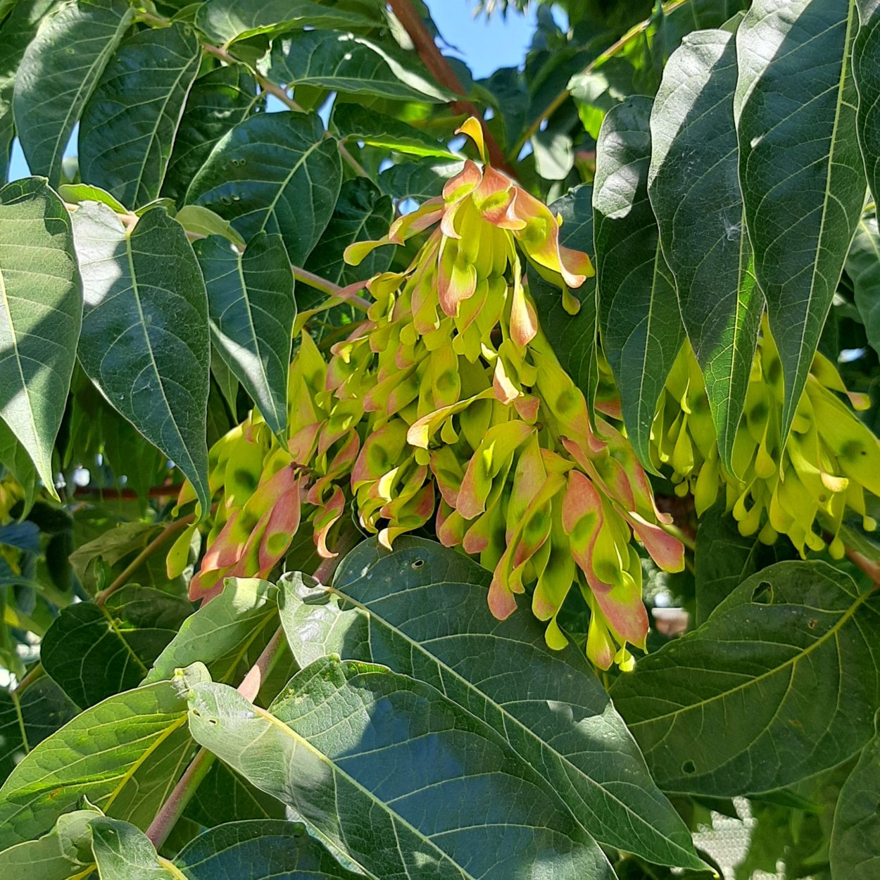 Ailanthus altissima Айлант высочайший