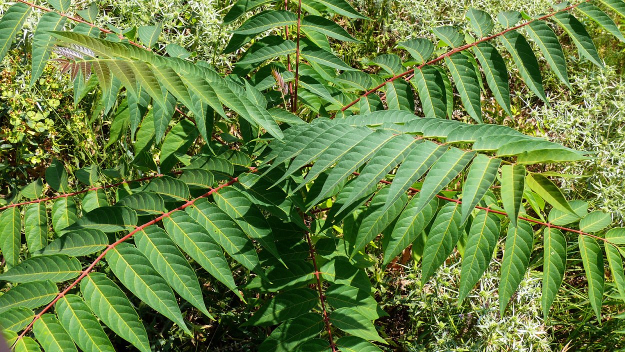 Ailanthus altissima Айлант высочайший