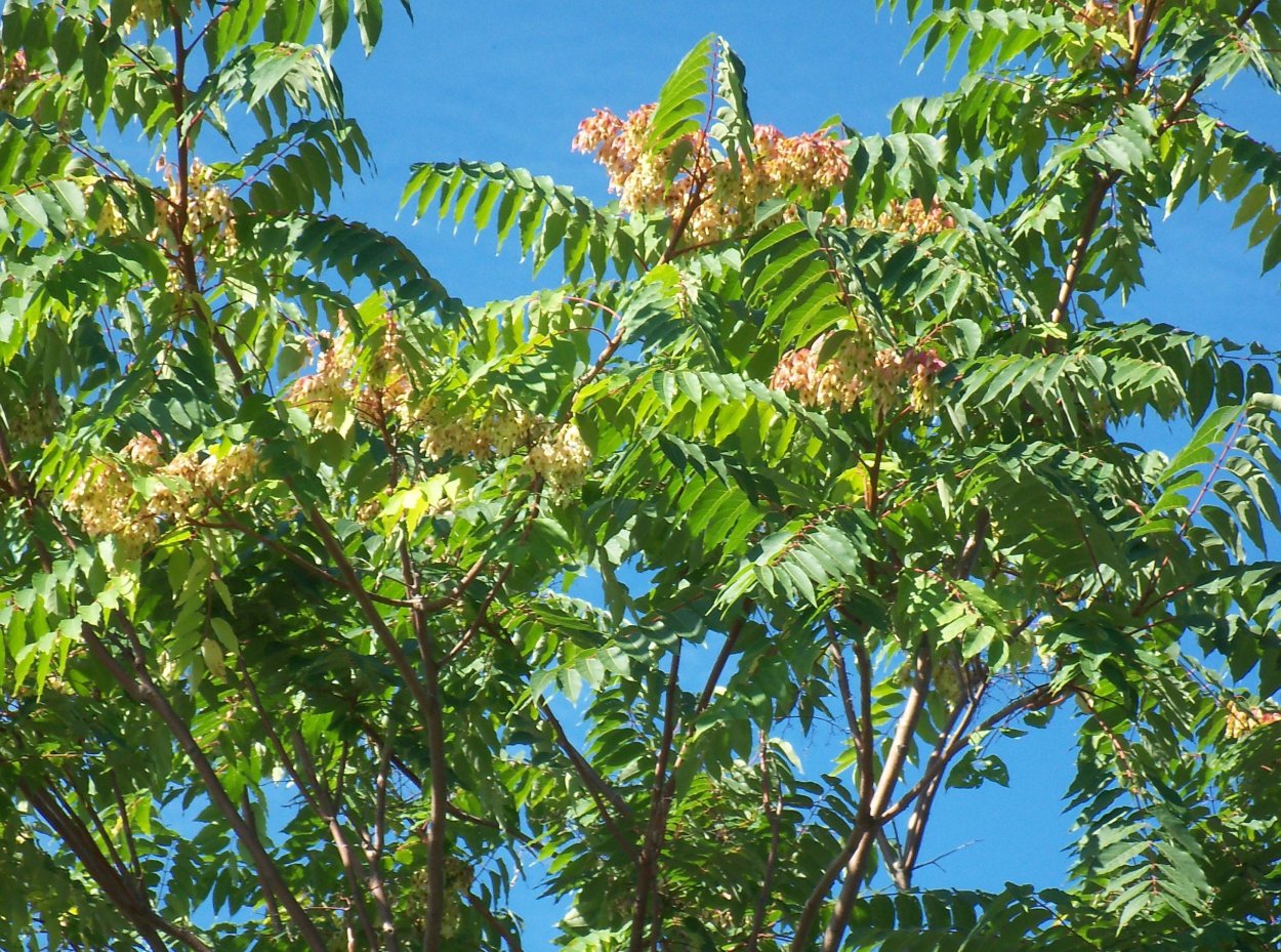 Айлант быстрорастущее дерево