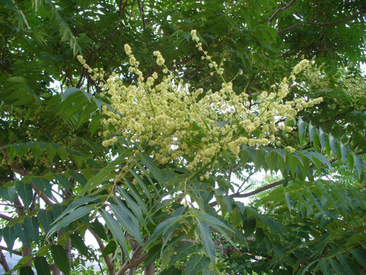 Ailanthus vilmoriniana