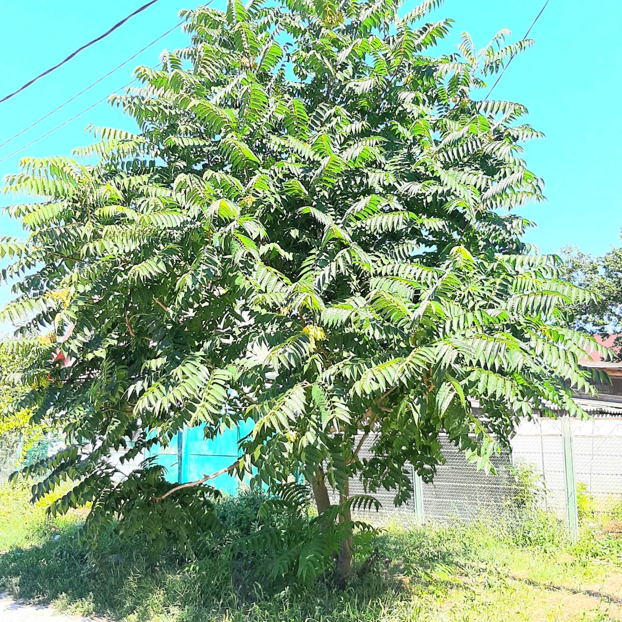 Ailanthus altissima Айлант высочайший