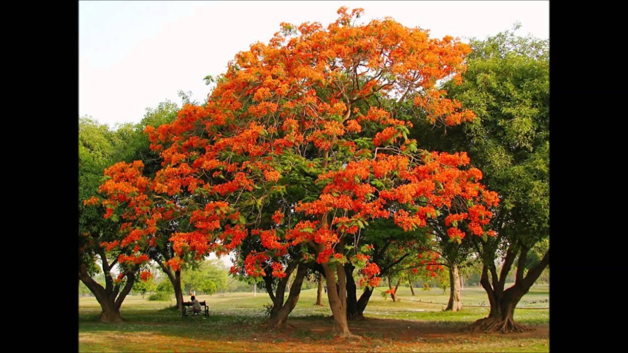 Делоникс Королевский желтый