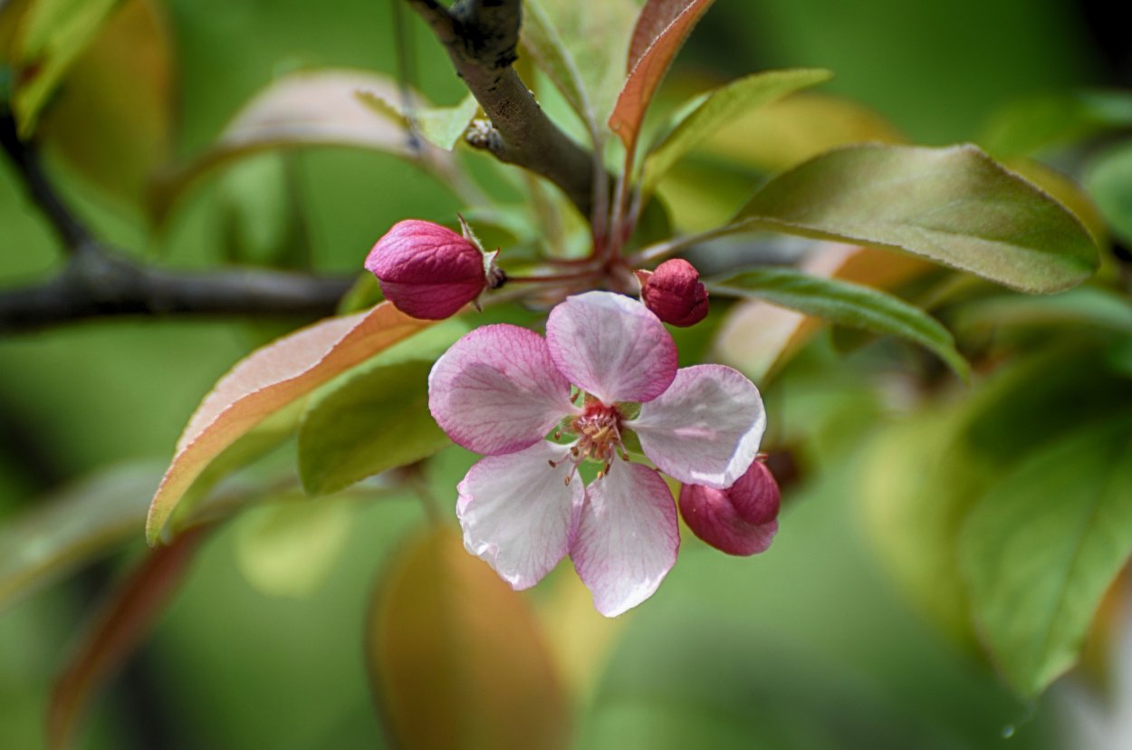Крабовая яблоня Хайтан цветы