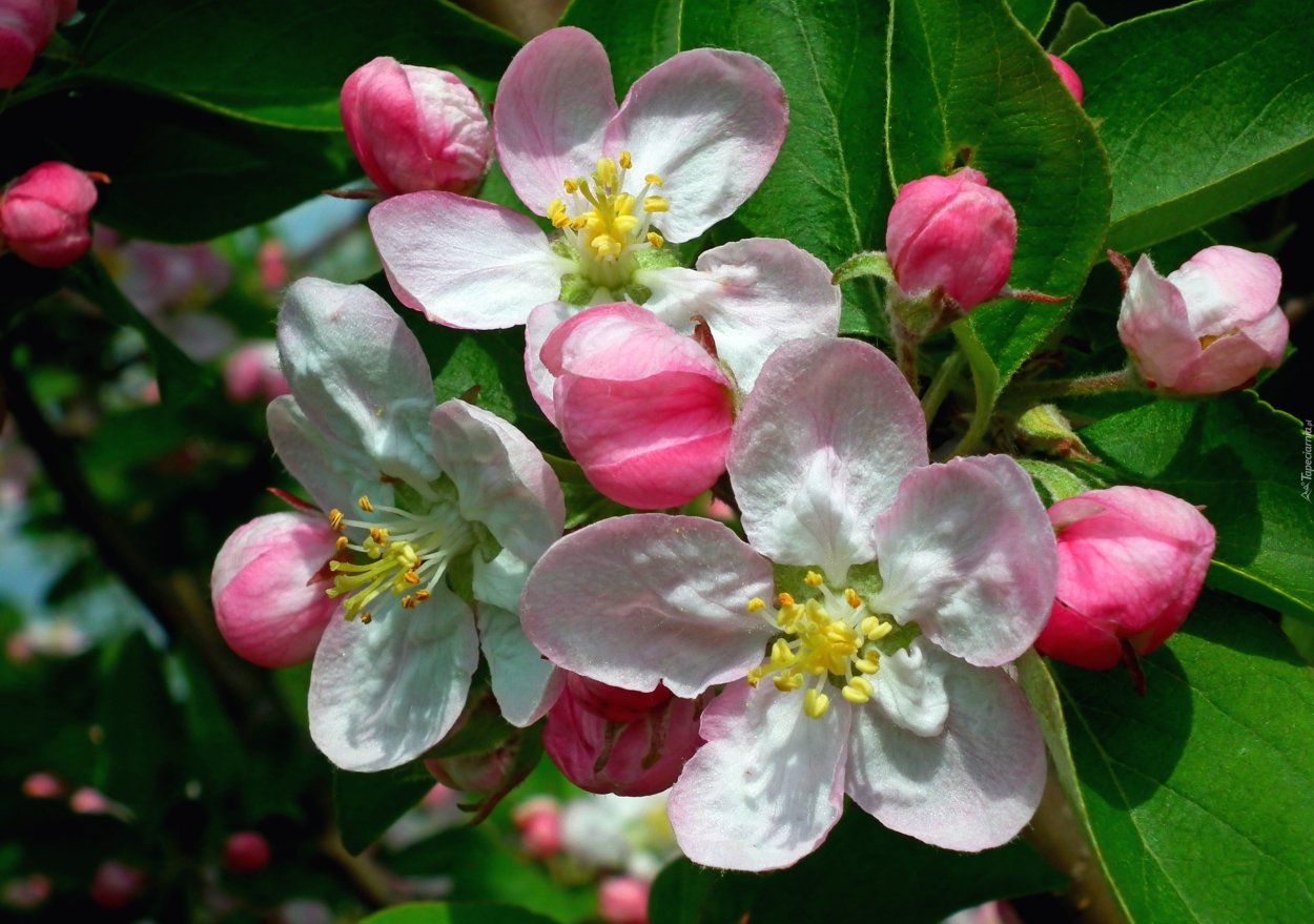 Гималаи яблони