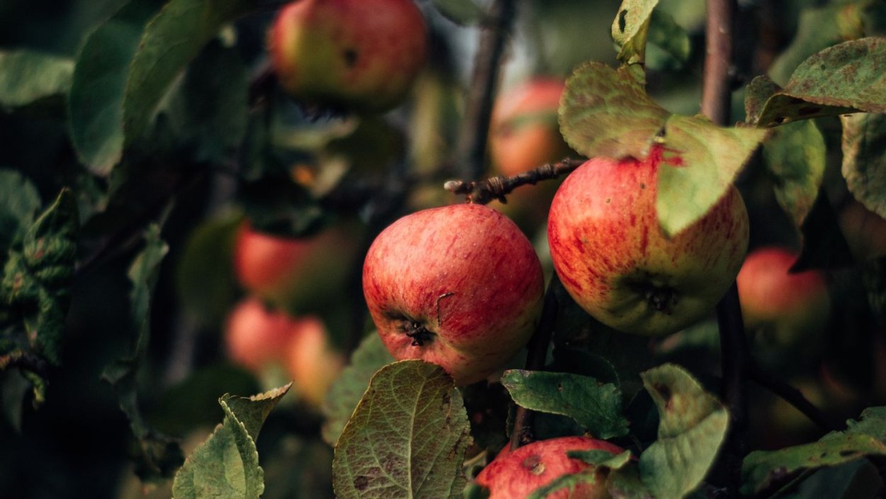 Яблоки Эстетика