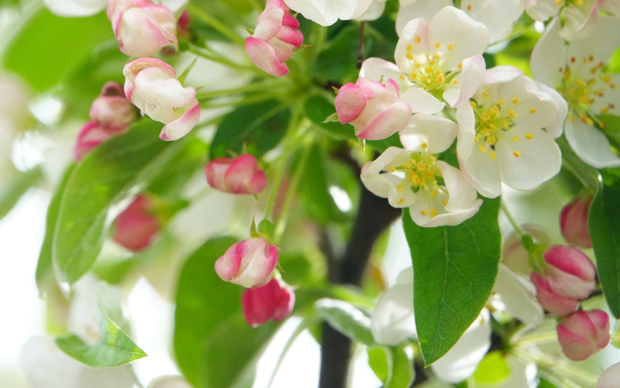 Лепестки яблони