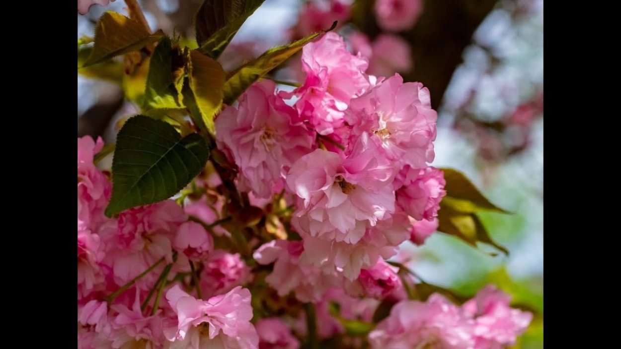 Крабовая яблоня Хайтан