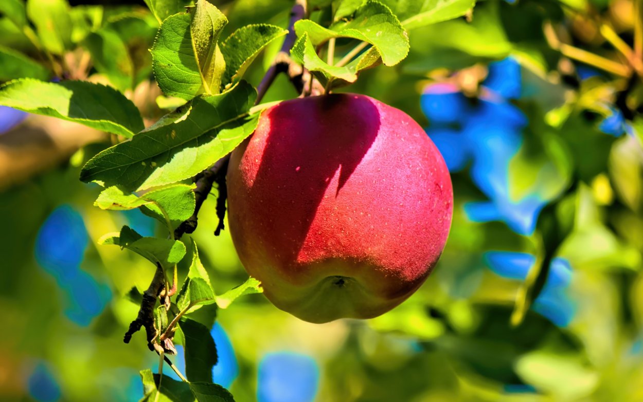 Обои фрукты