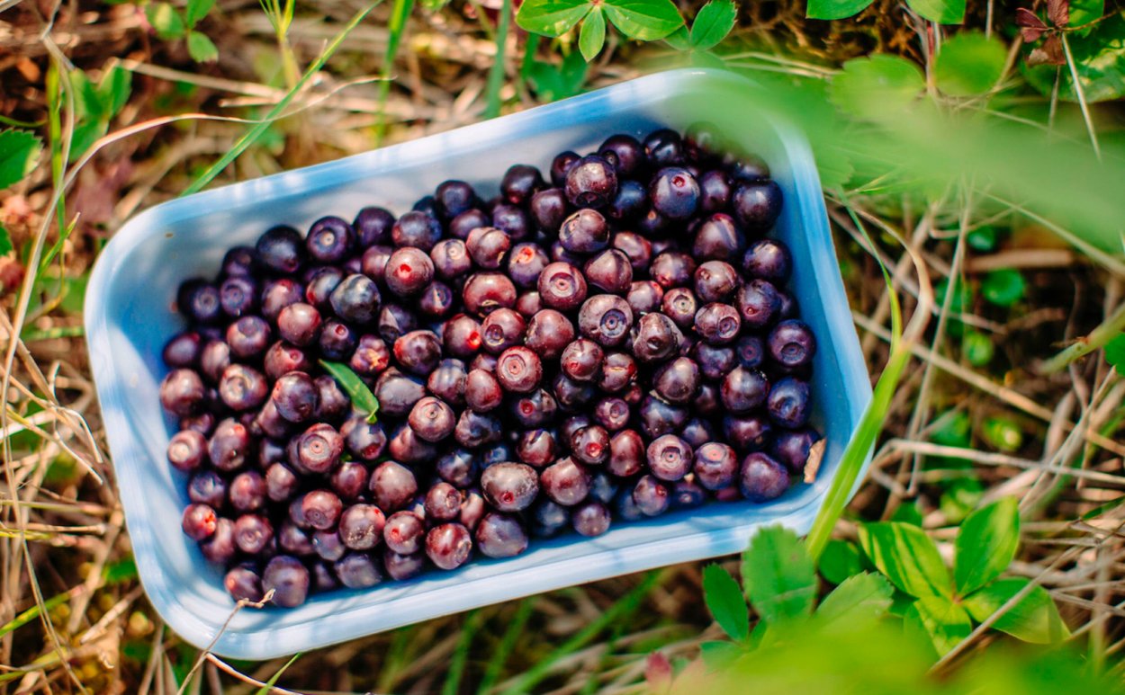 Черника ягода купить Москва