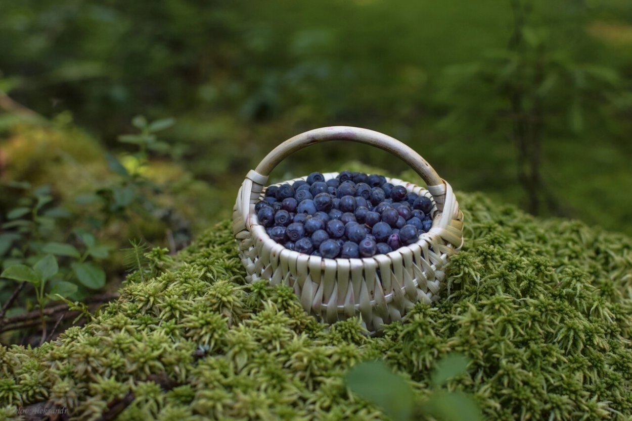 Царская ягода