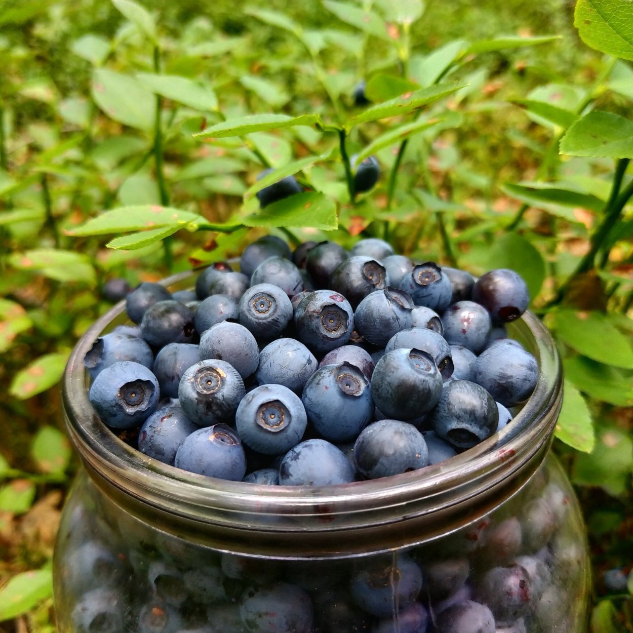 Черника сколько стоит 1