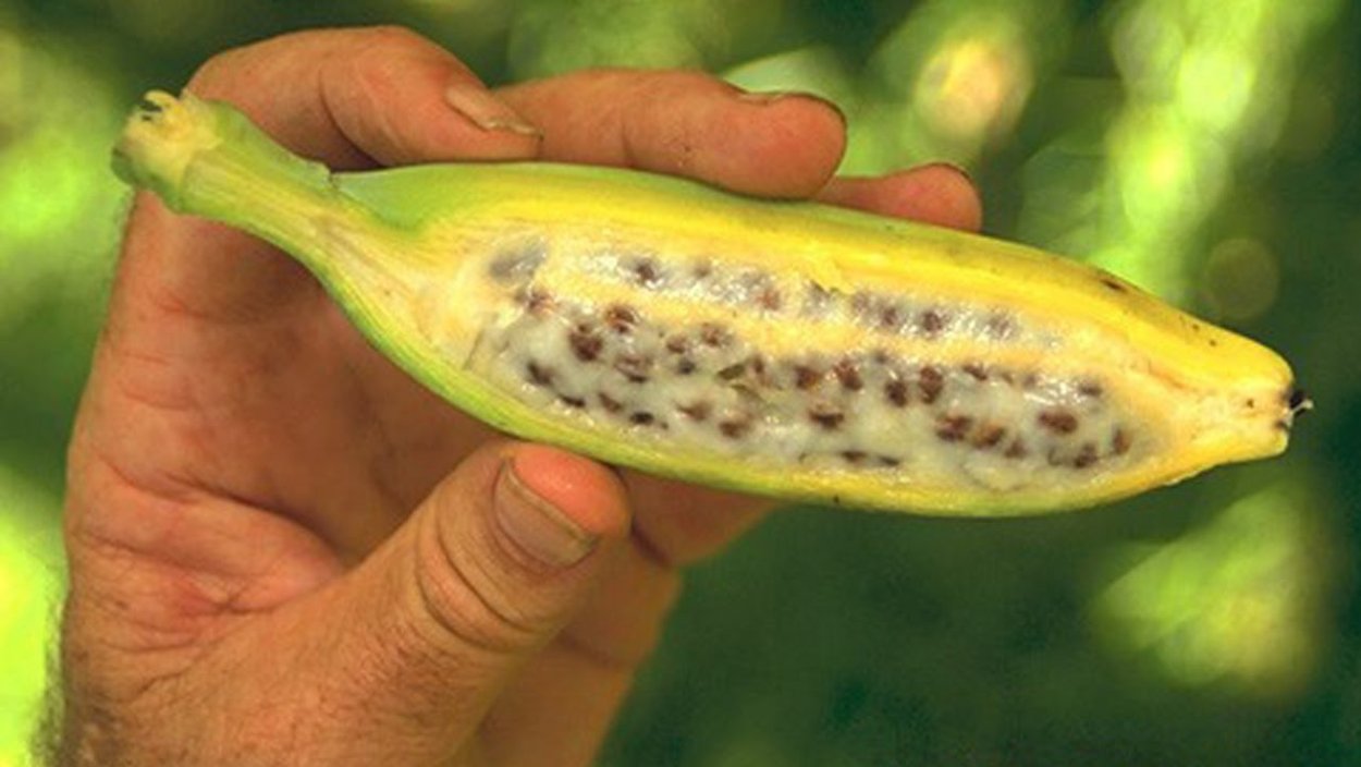 Дикие бананы с косточками