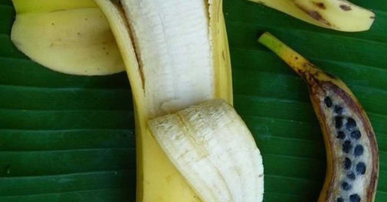 Семена бананового дерева