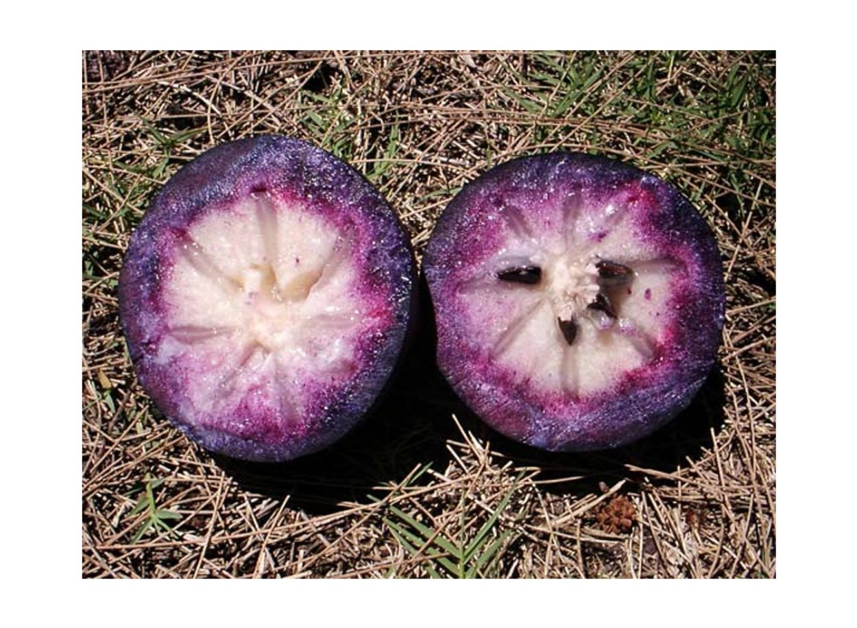 Звездчатое яблоко фрукт