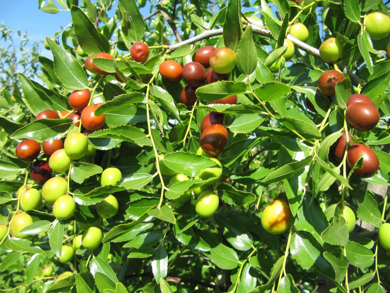 Крымский финик Зизифус