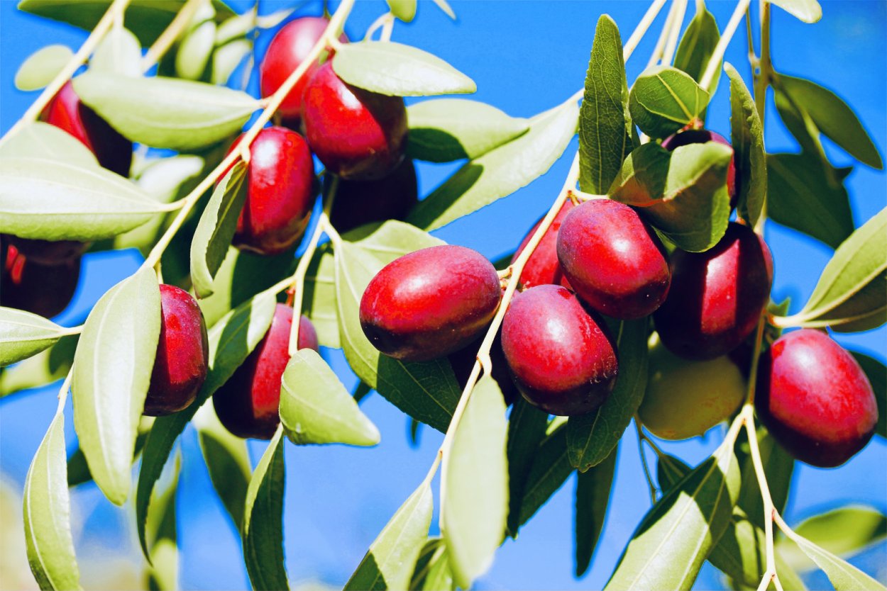 Зизифус ююба