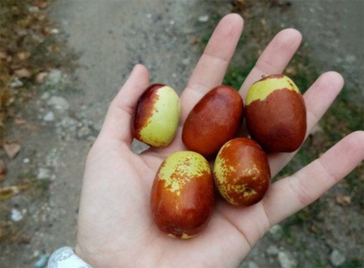 Мушмула Зизифус