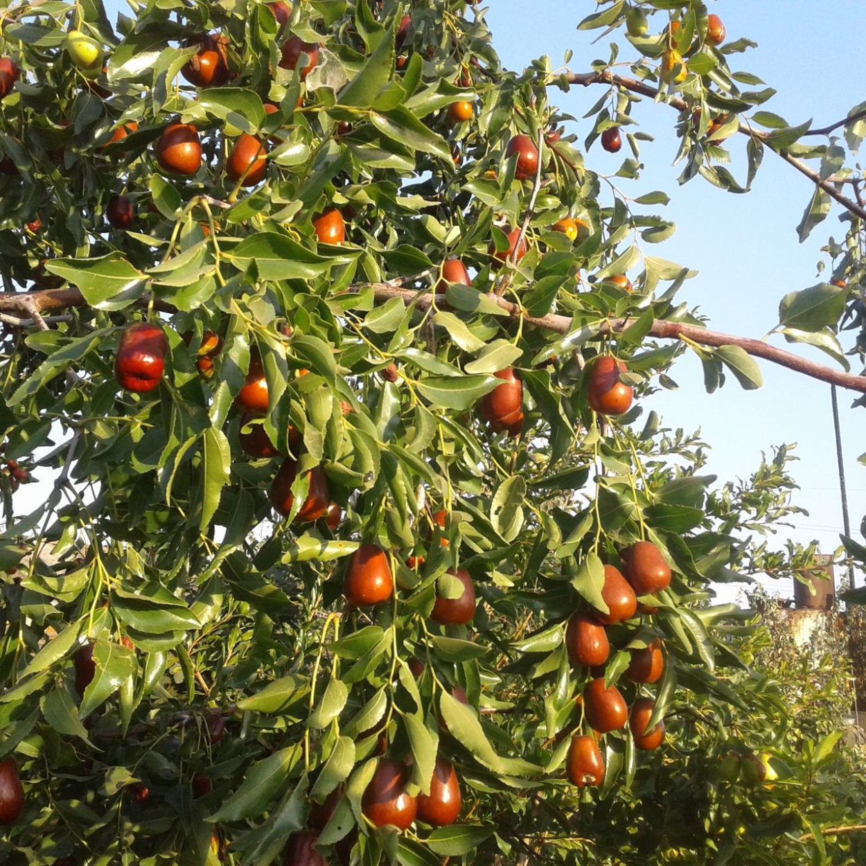 Зизифус Коктебель