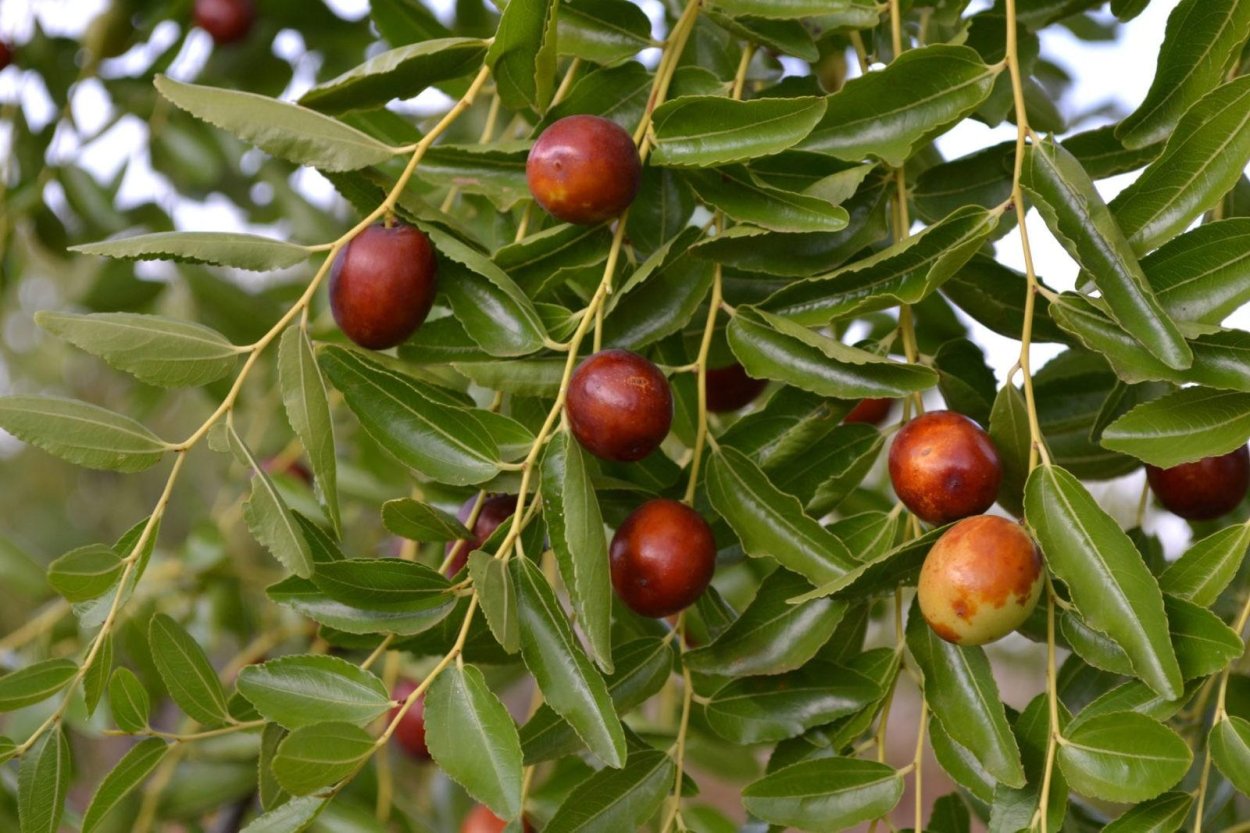 Зизифус ююба