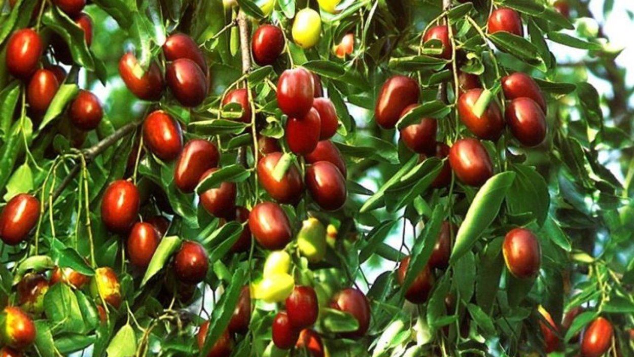 Зизифус та-Ян-Цзао