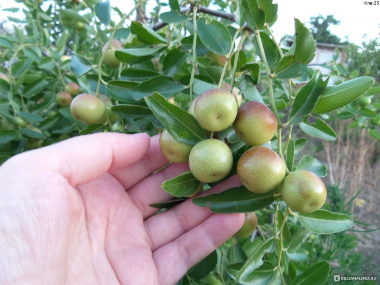 Китайский финик Зизифус