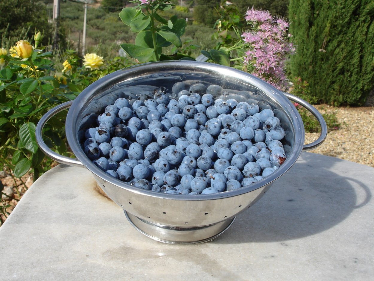 Терновник в ведёрке