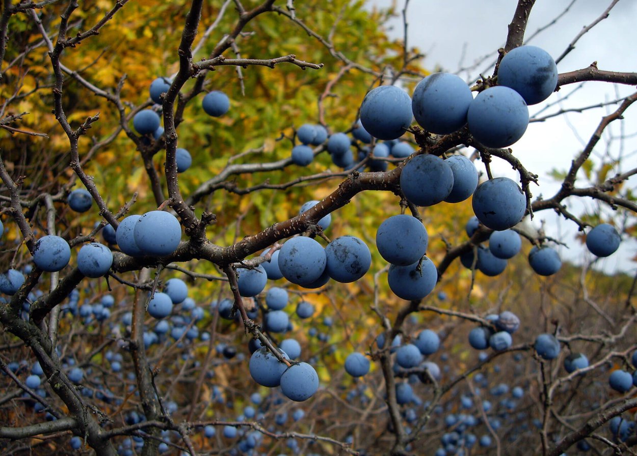Терновник колючий кустарник