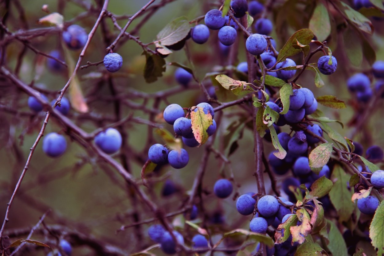 Терн косточка