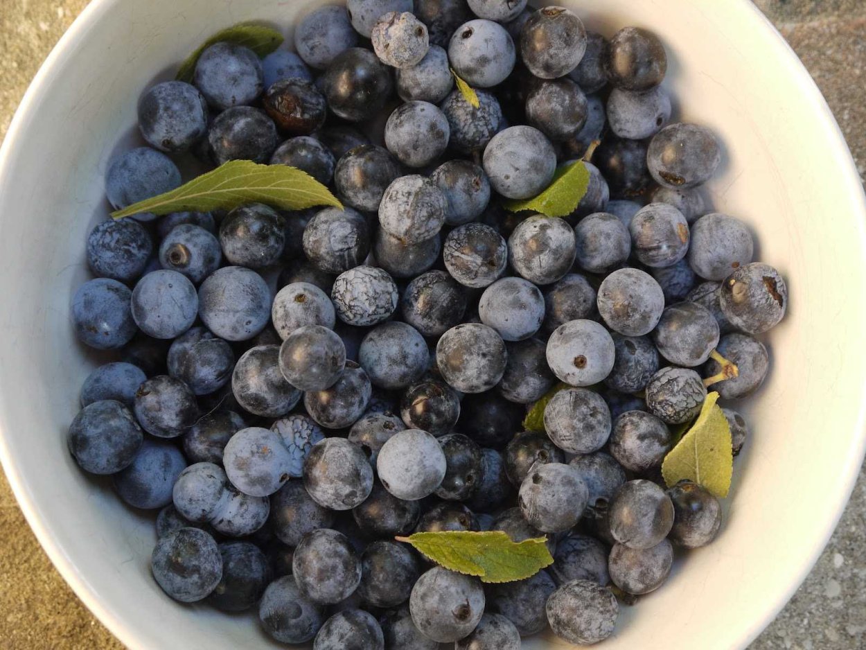 Терн косточка