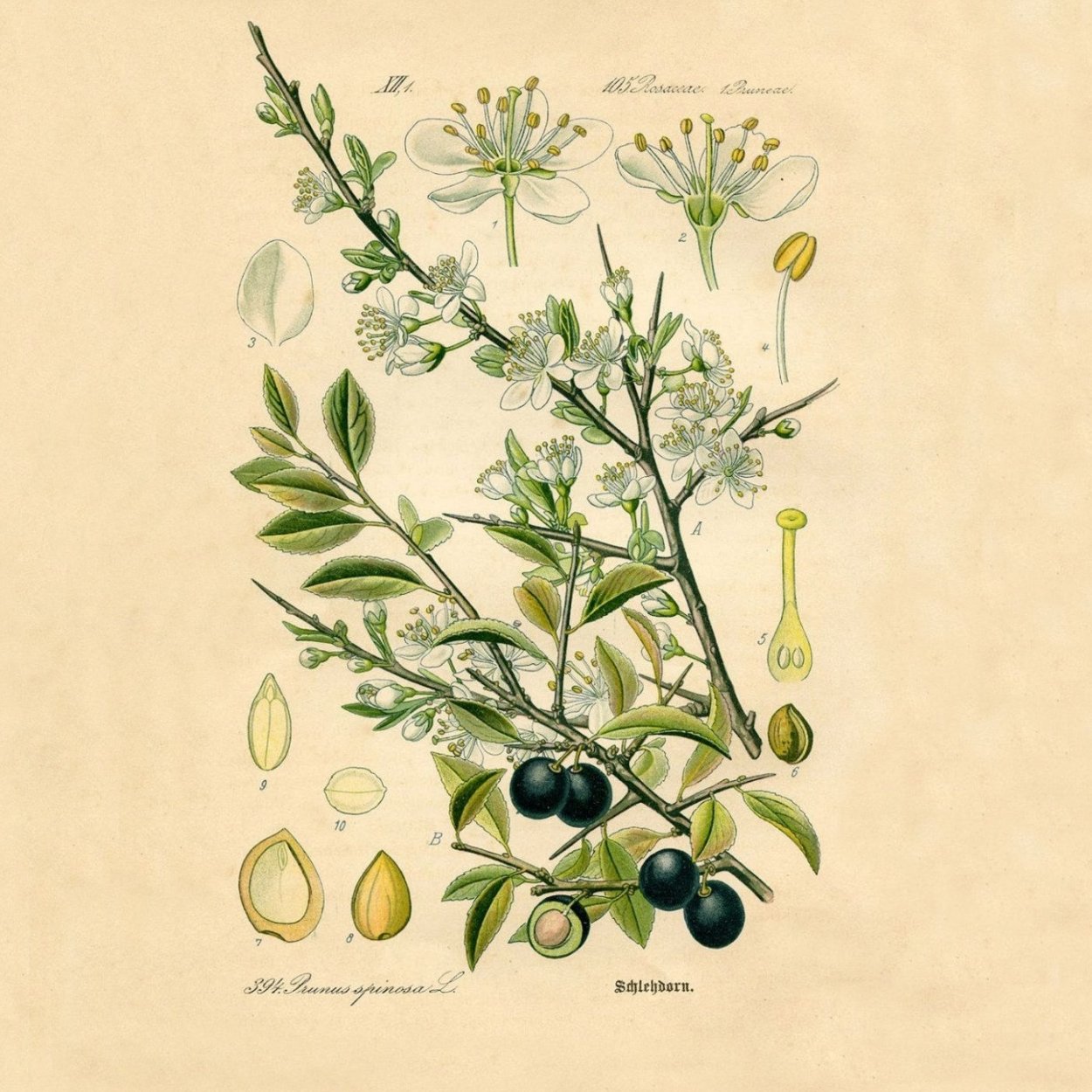 Тёрн Ботанический рисунок