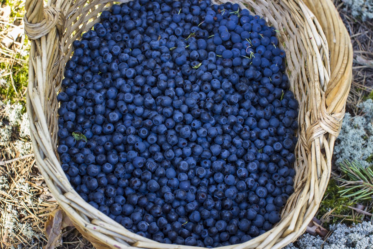 Черника и голубика отличия