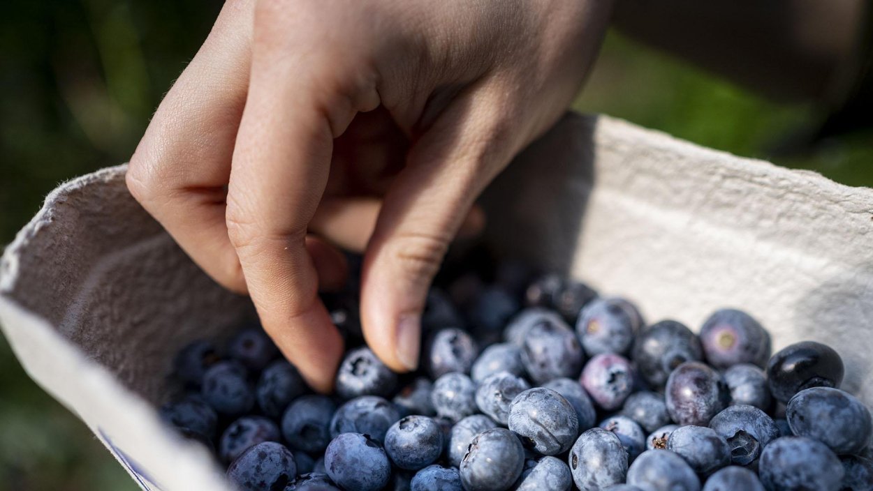 Август голубика