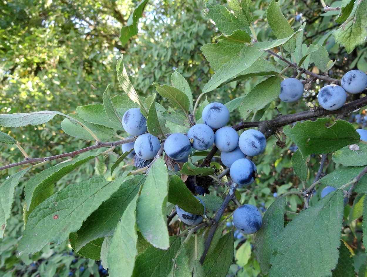 Терн (Prunus spinosa)