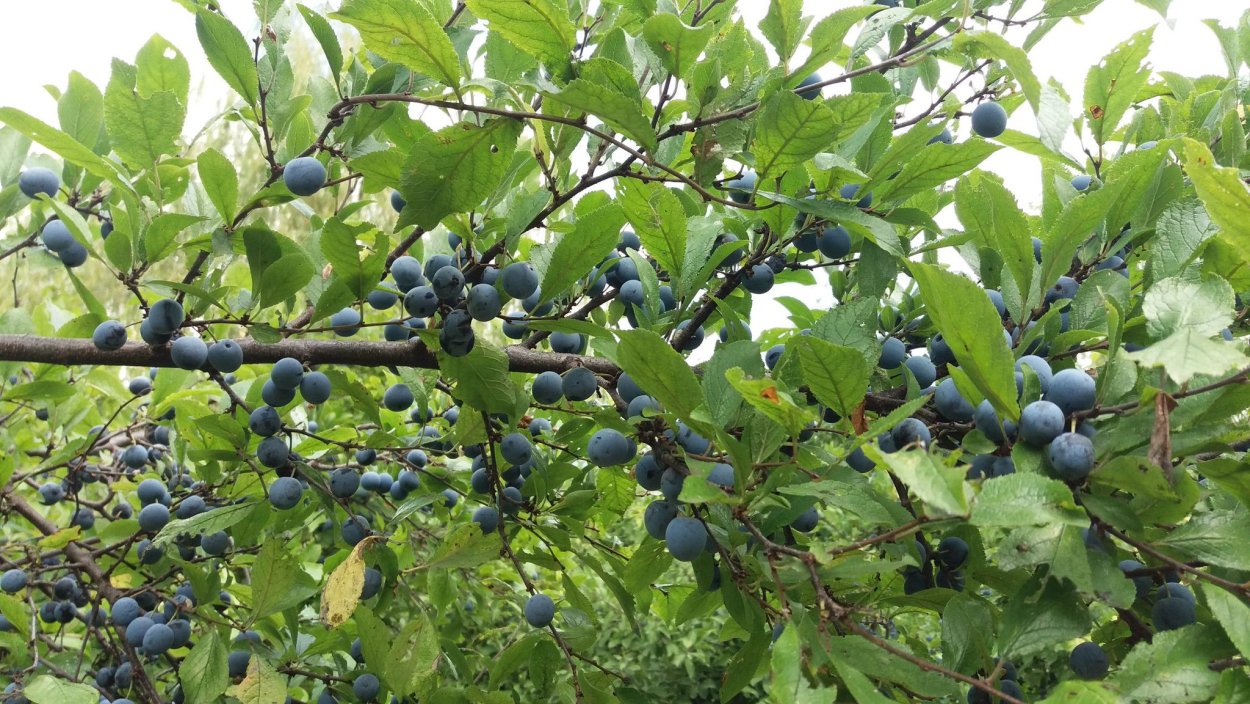 Дикая слива дерево