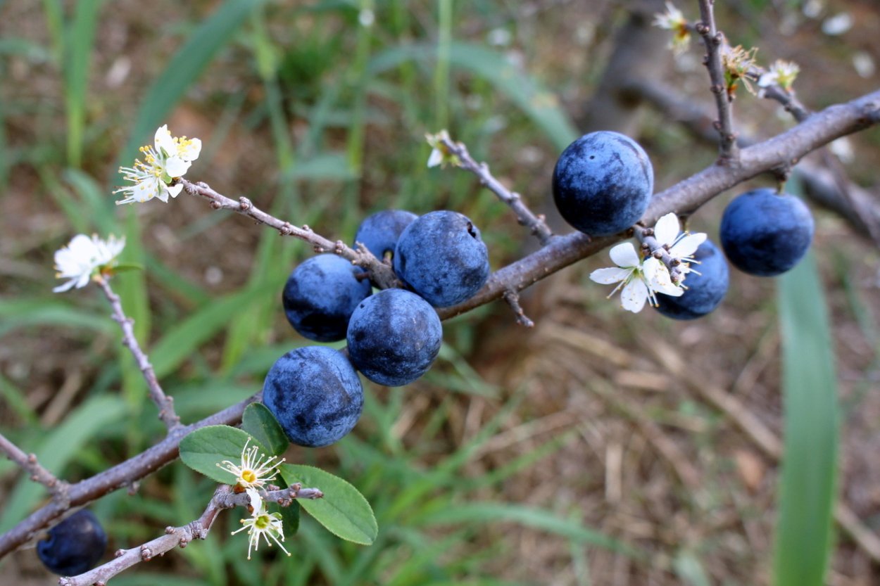 Терн Степной