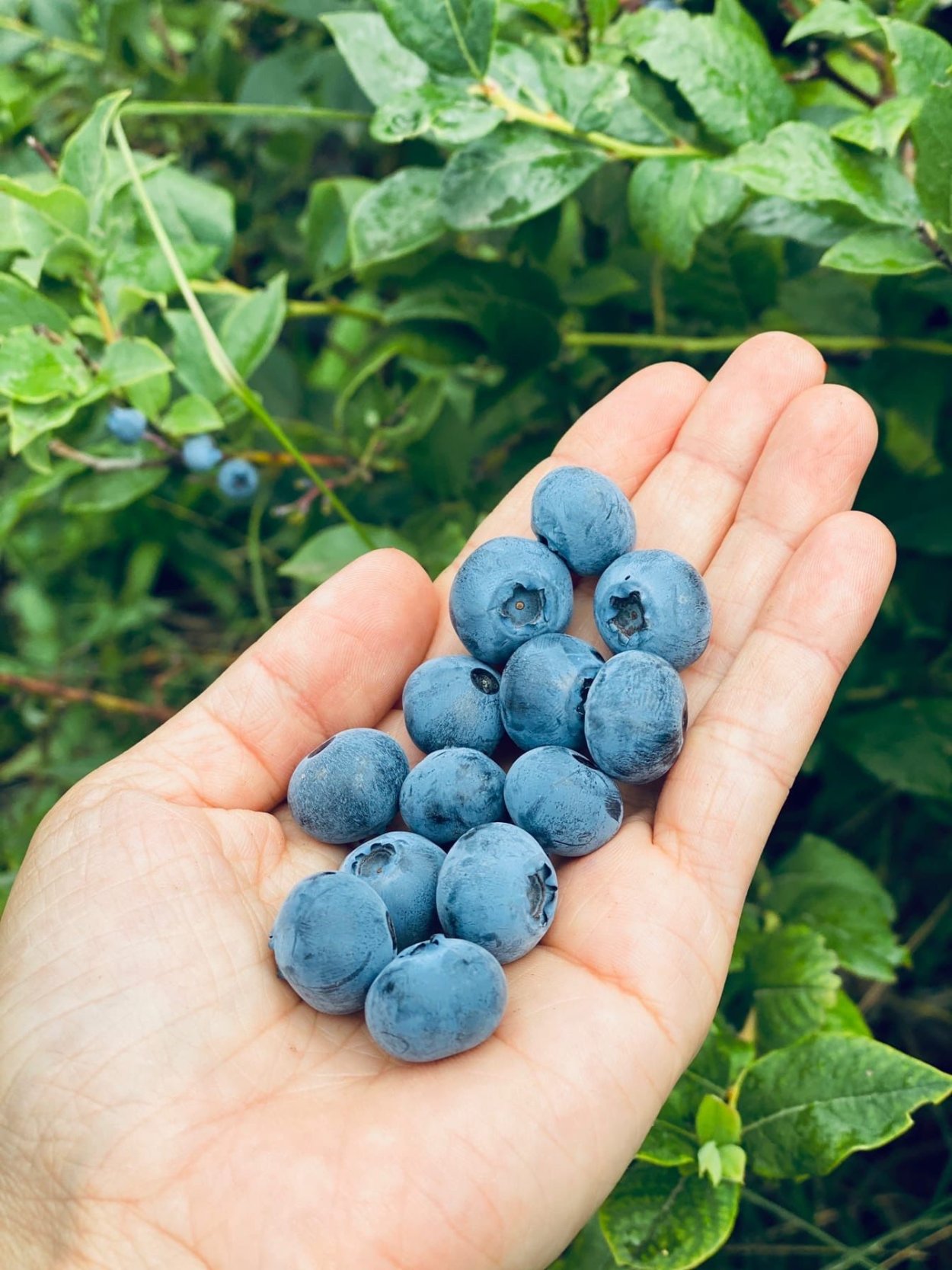 Голубика Блюкроп