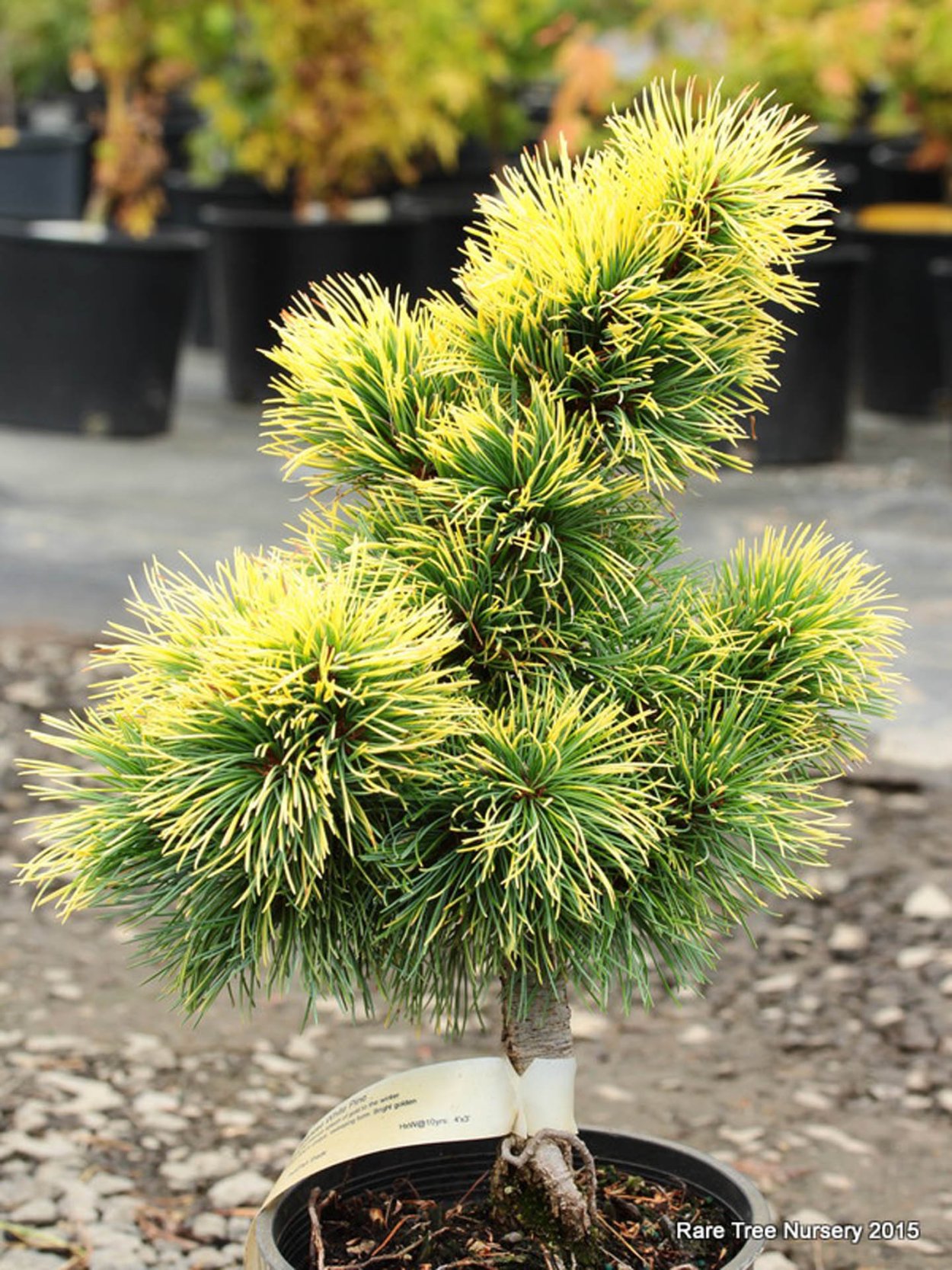 Pinus parviflora 'Goldilocks'