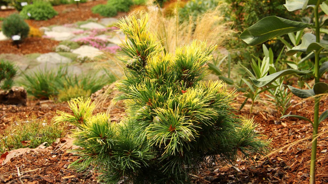 Pinus parviflora 'Goldilocks'