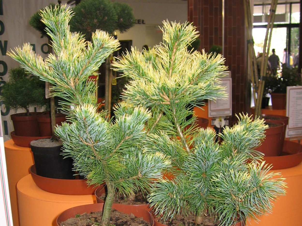 Pinus parviflora Fukuzumi