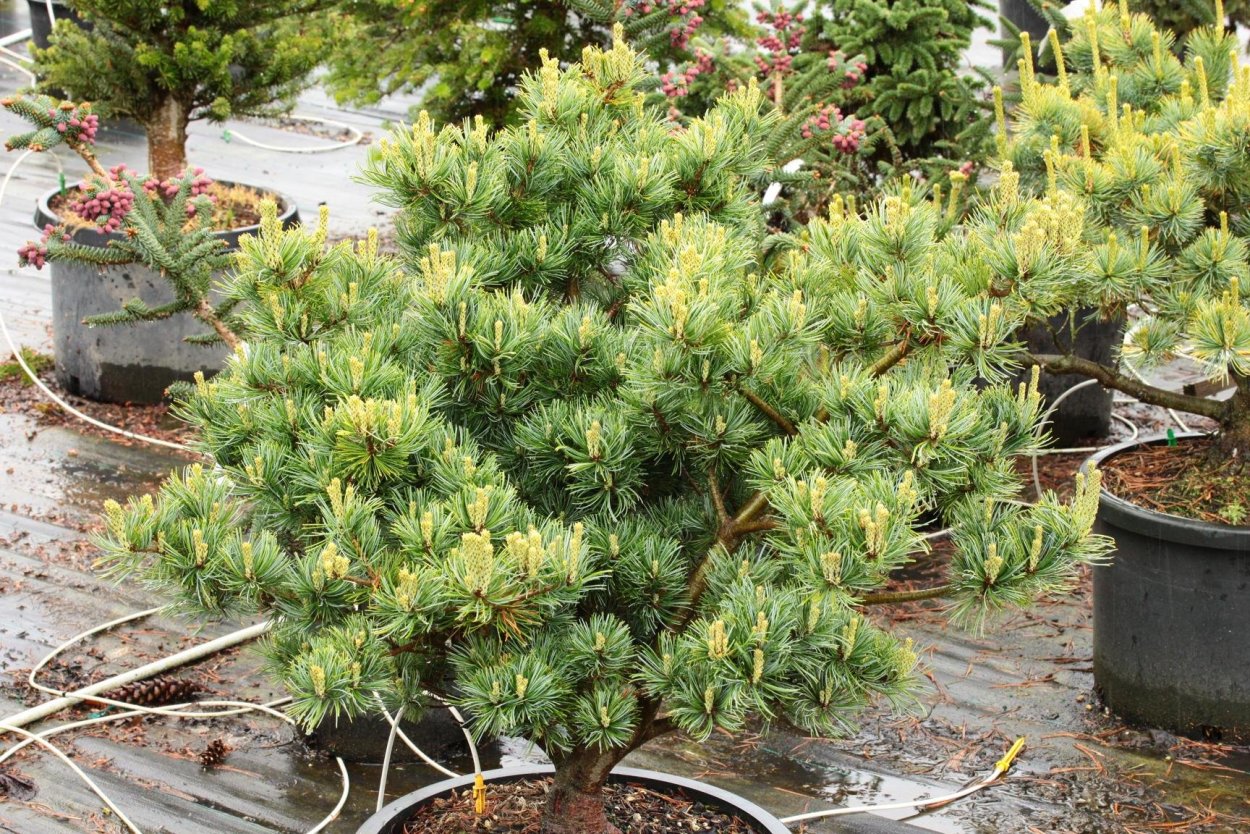 Pinus parviflora Beran