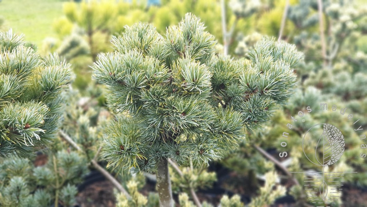 Pinus parviflora Hagoromo