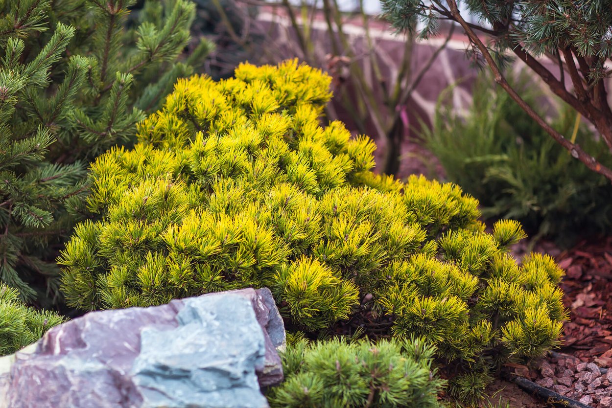 Сосна Горная "Винтерголд" (Wintergold)