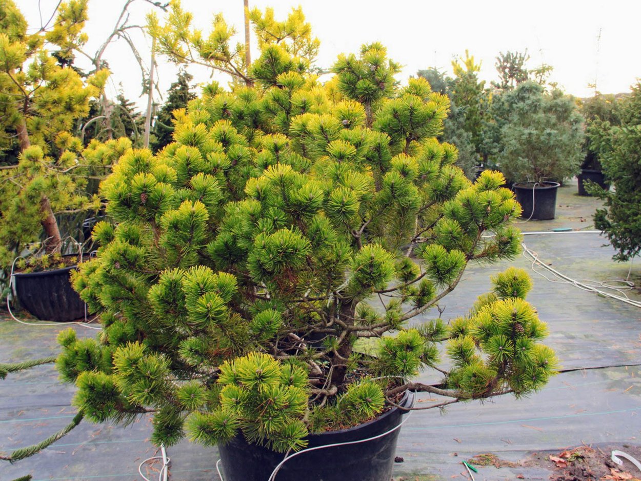 Сосна mugo Zundert