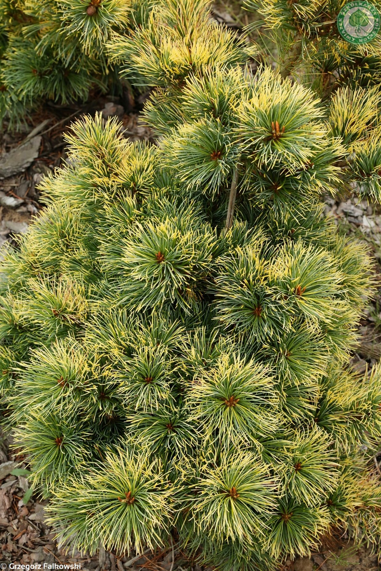 Pinus parviflora 'Goldilocks'