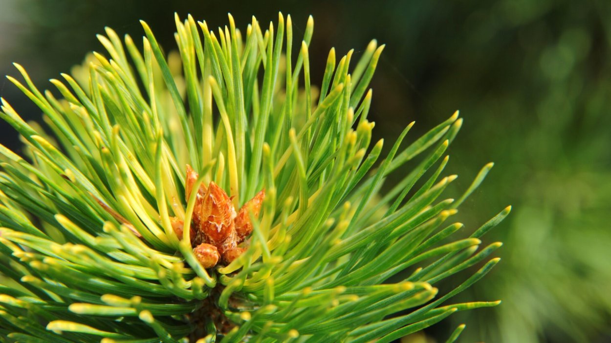 Pinus Sylvestris Gold Medal