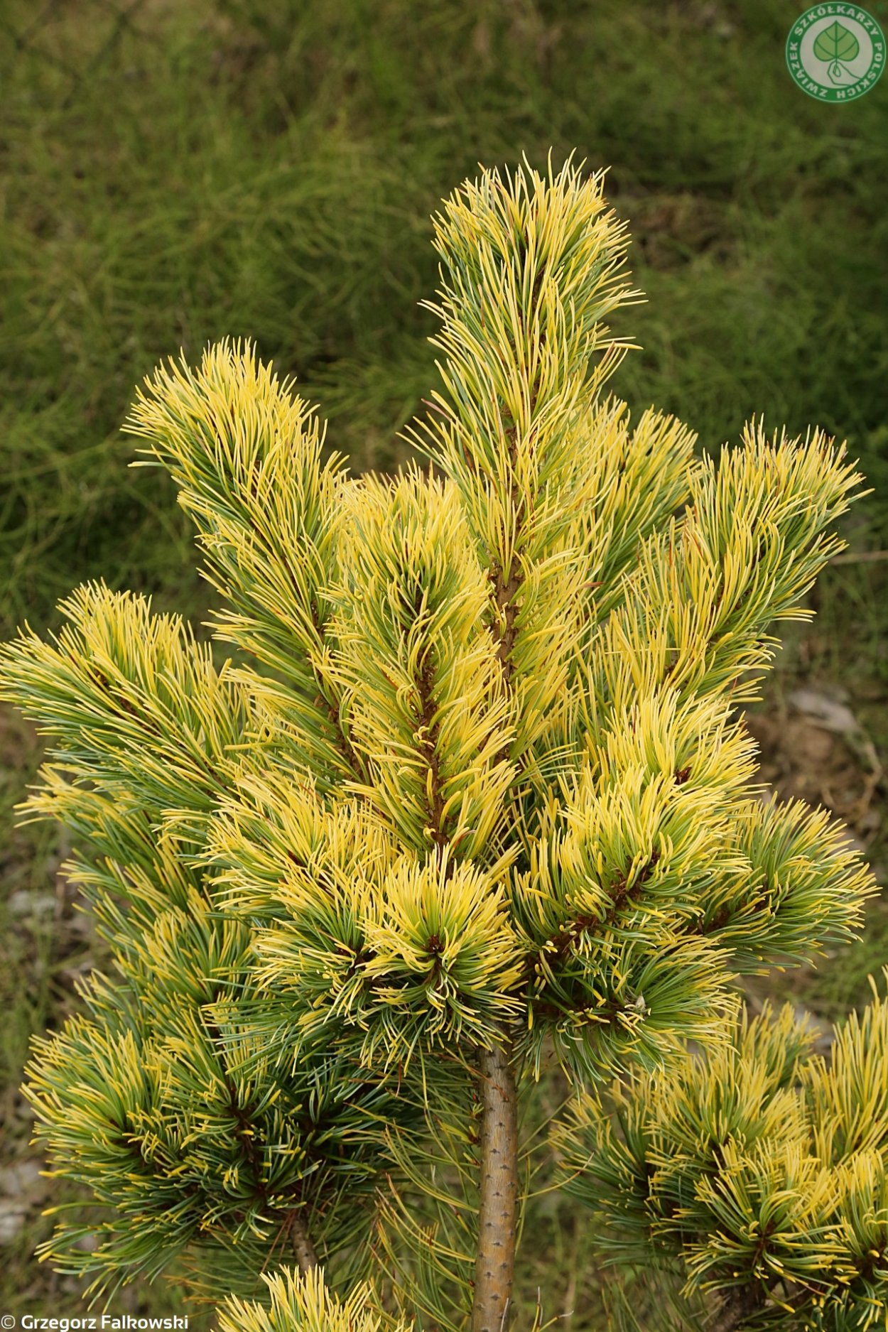 Pinus parviflora 'Goldilocks'
