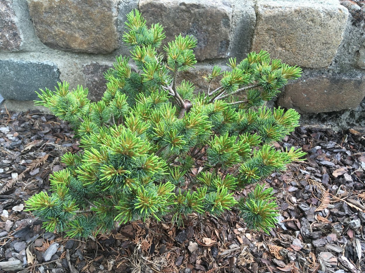Pinus parviflora 'Shirobana'