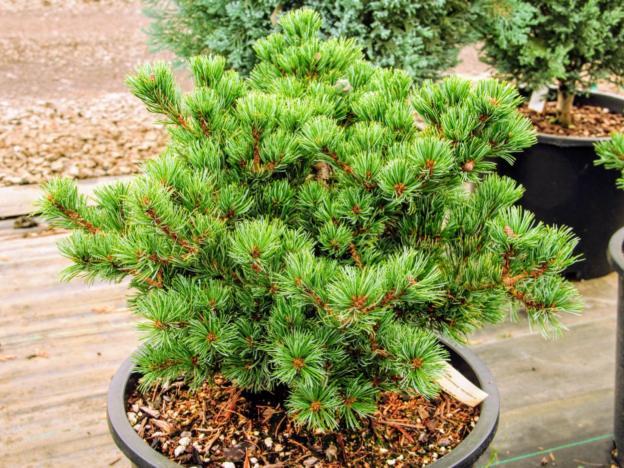 Сосна мелкоцветковая Pinus parviflora Fukai