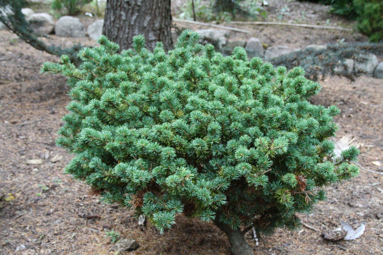 Pinus parviflora 'Pygmy Yatsubusa'