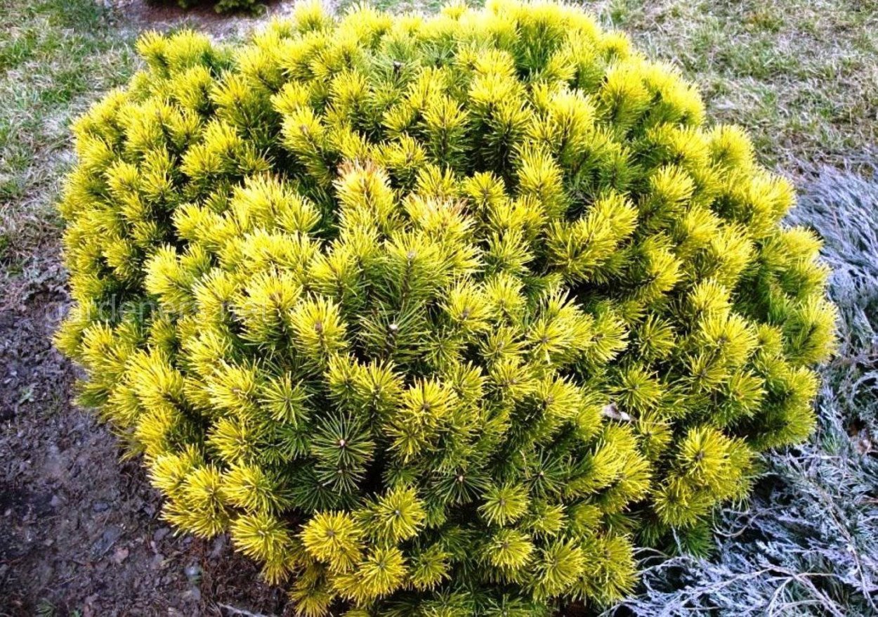 Сосна Горная Голден Глоу